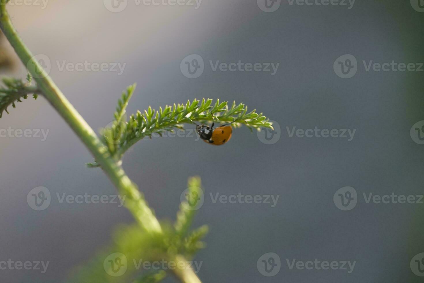 rosso coccinella su un' pianta su un' caldo estate giorno nel un' verde prato foto