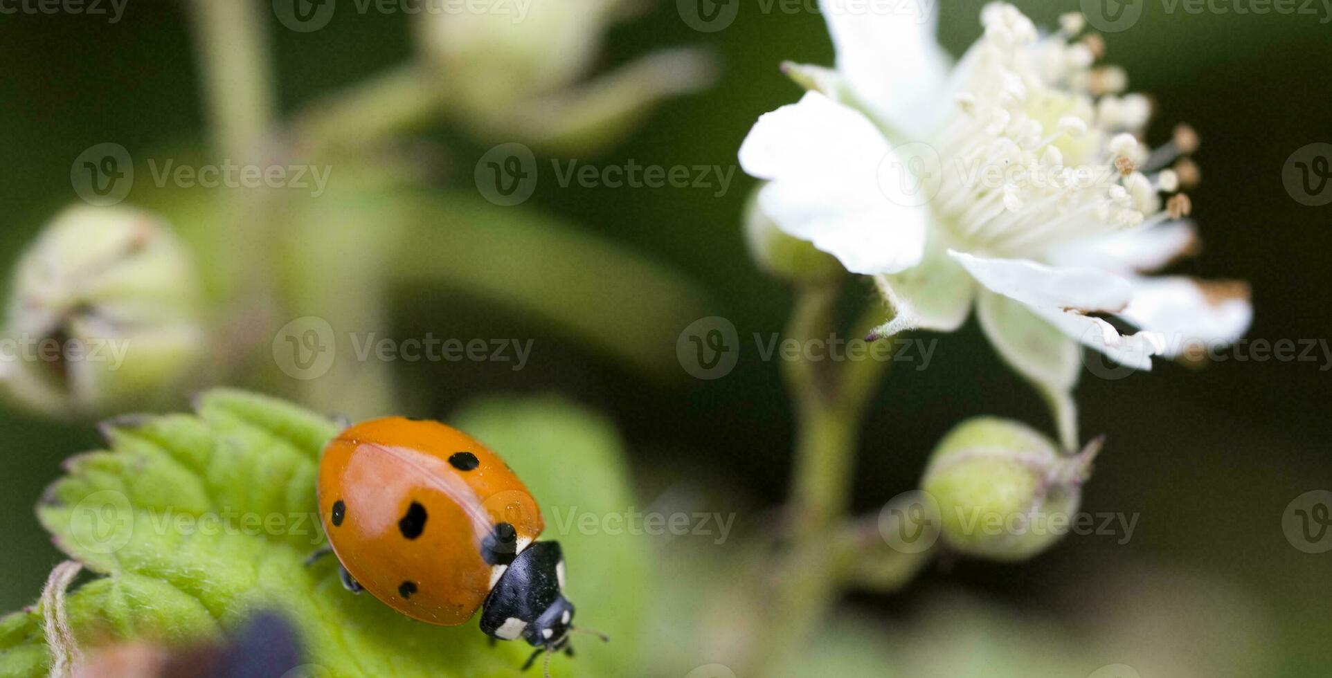 rosso coccinella su un' pianta su un' caldo estate giorno nel un' verde prato foto