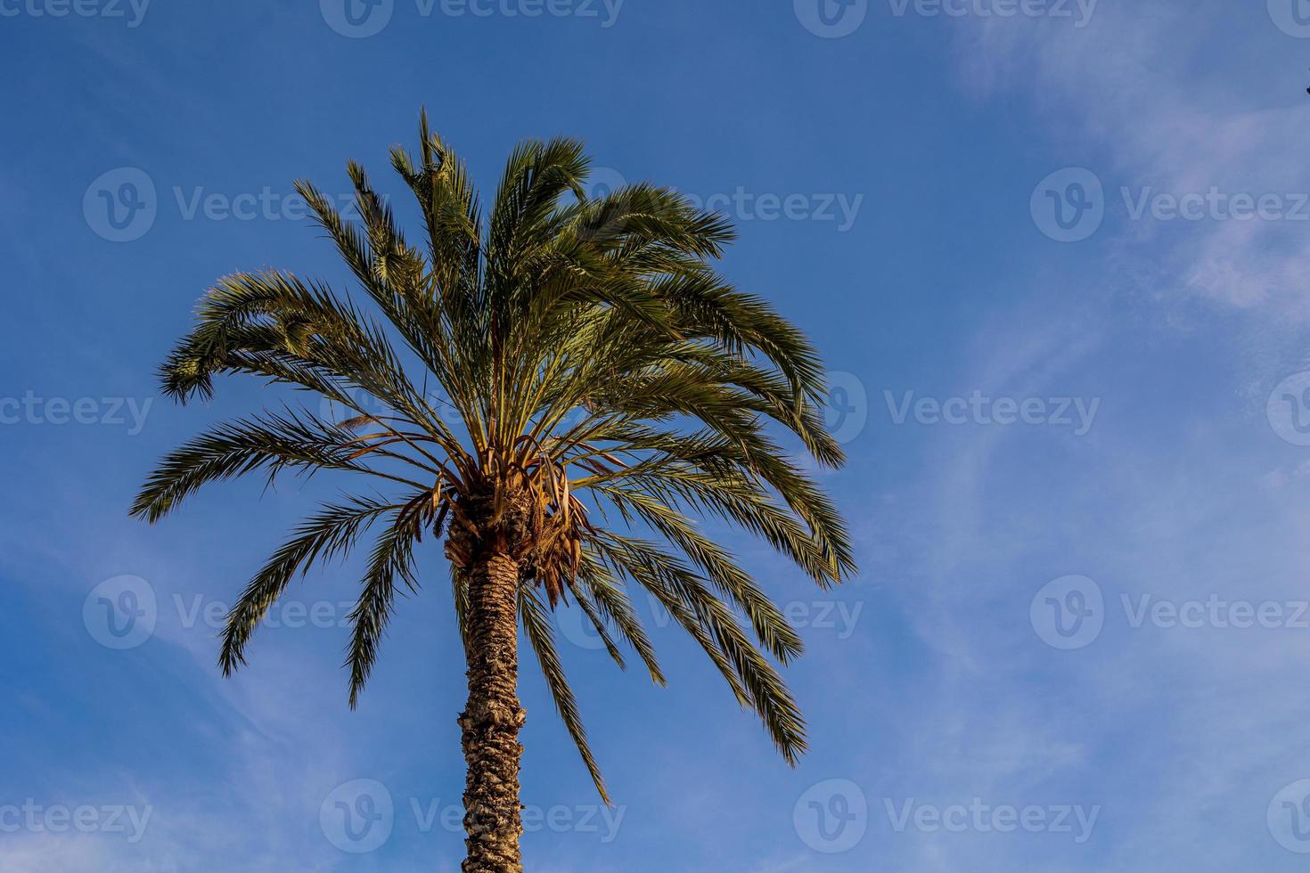 grande verde palma albero contro il cielo foto