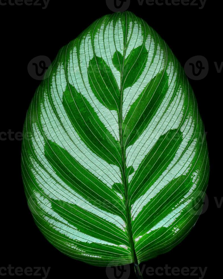 le foglie Calathea ornata perno banda sfondo nero isolato foto