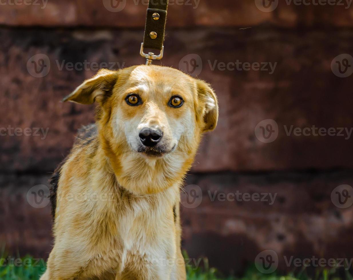 cane al guinzaglio foto