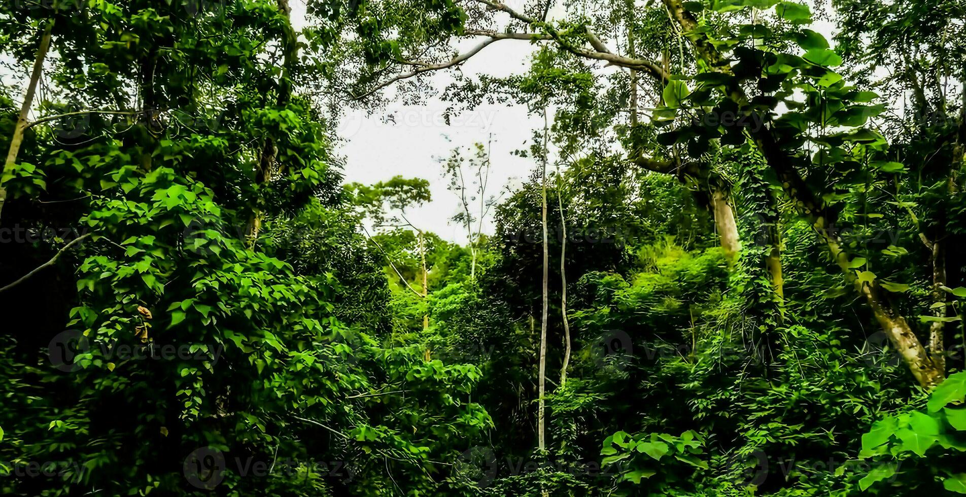 sorprendente natura sfondo foto