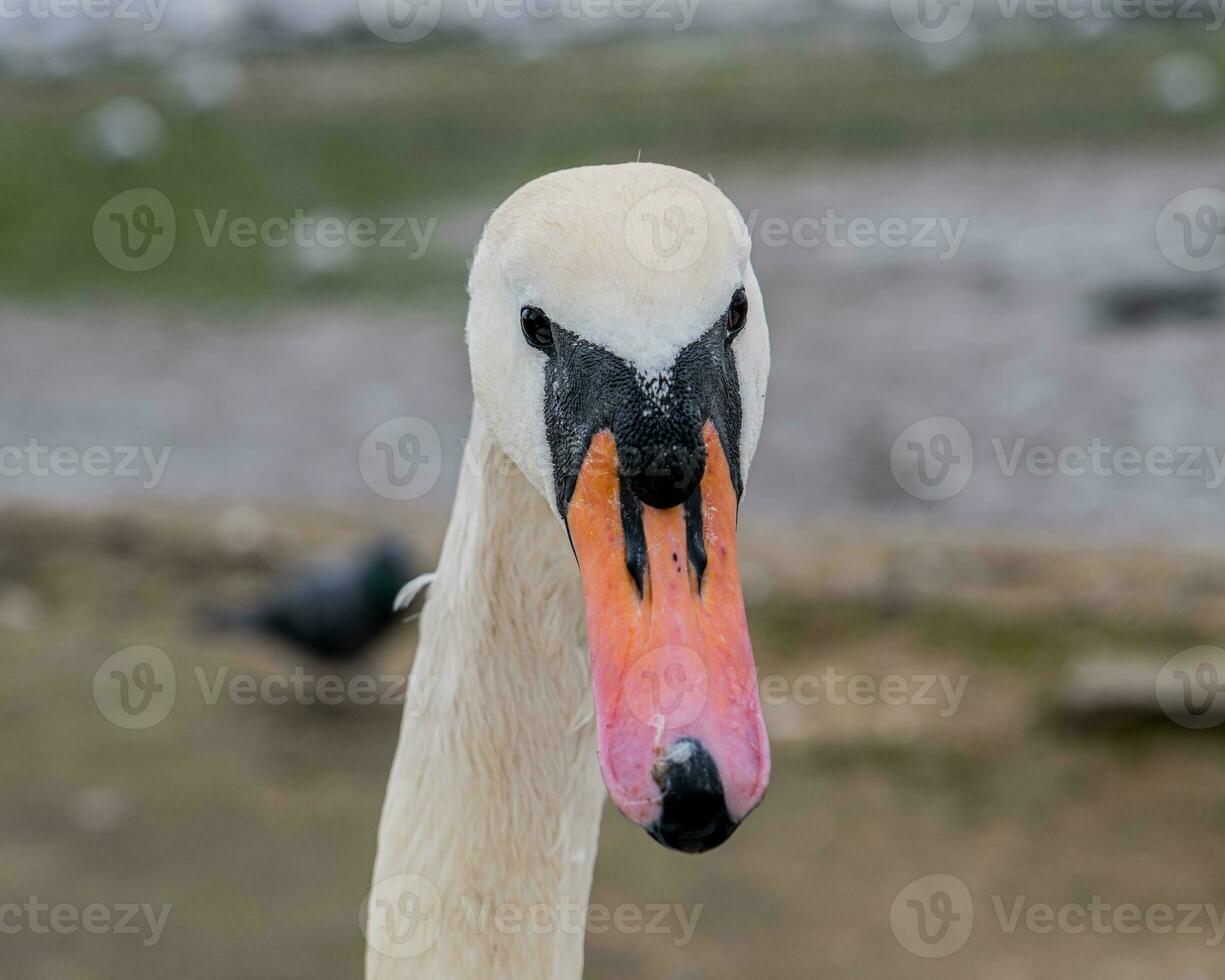 viso di un' cigno foto