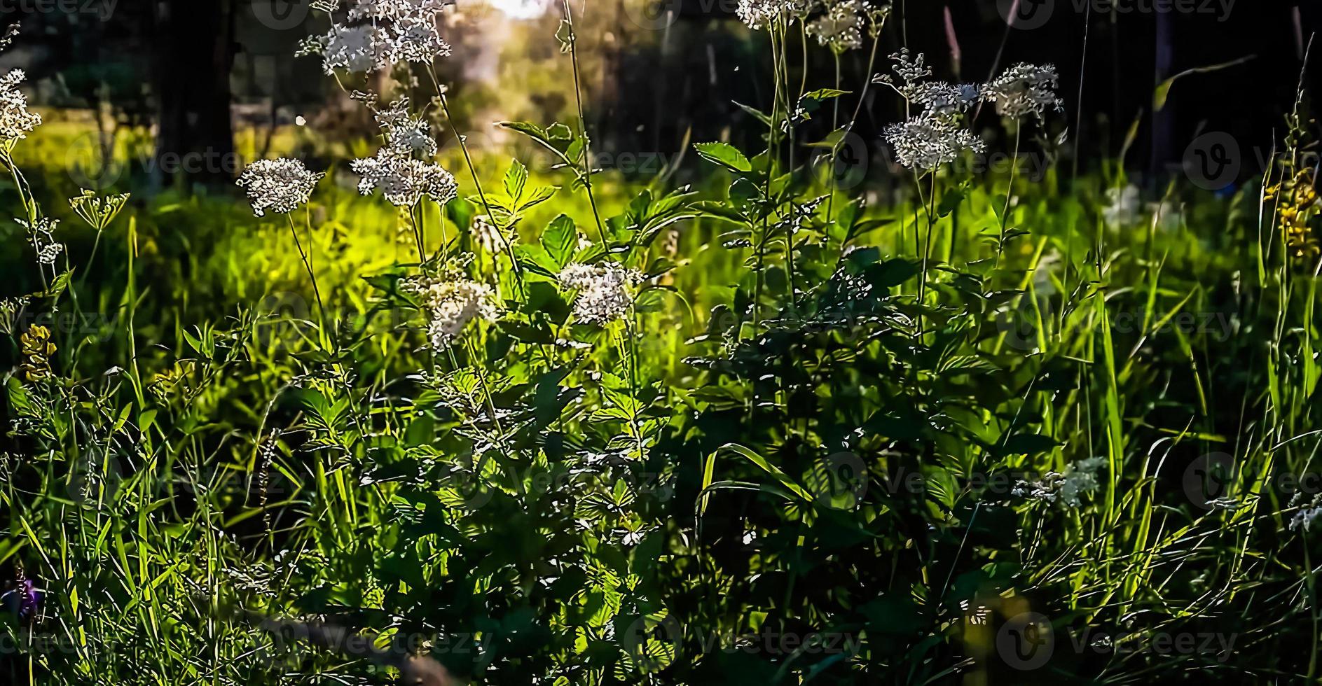 sorprendente natura sfondo - bellissimo paesaggio foto