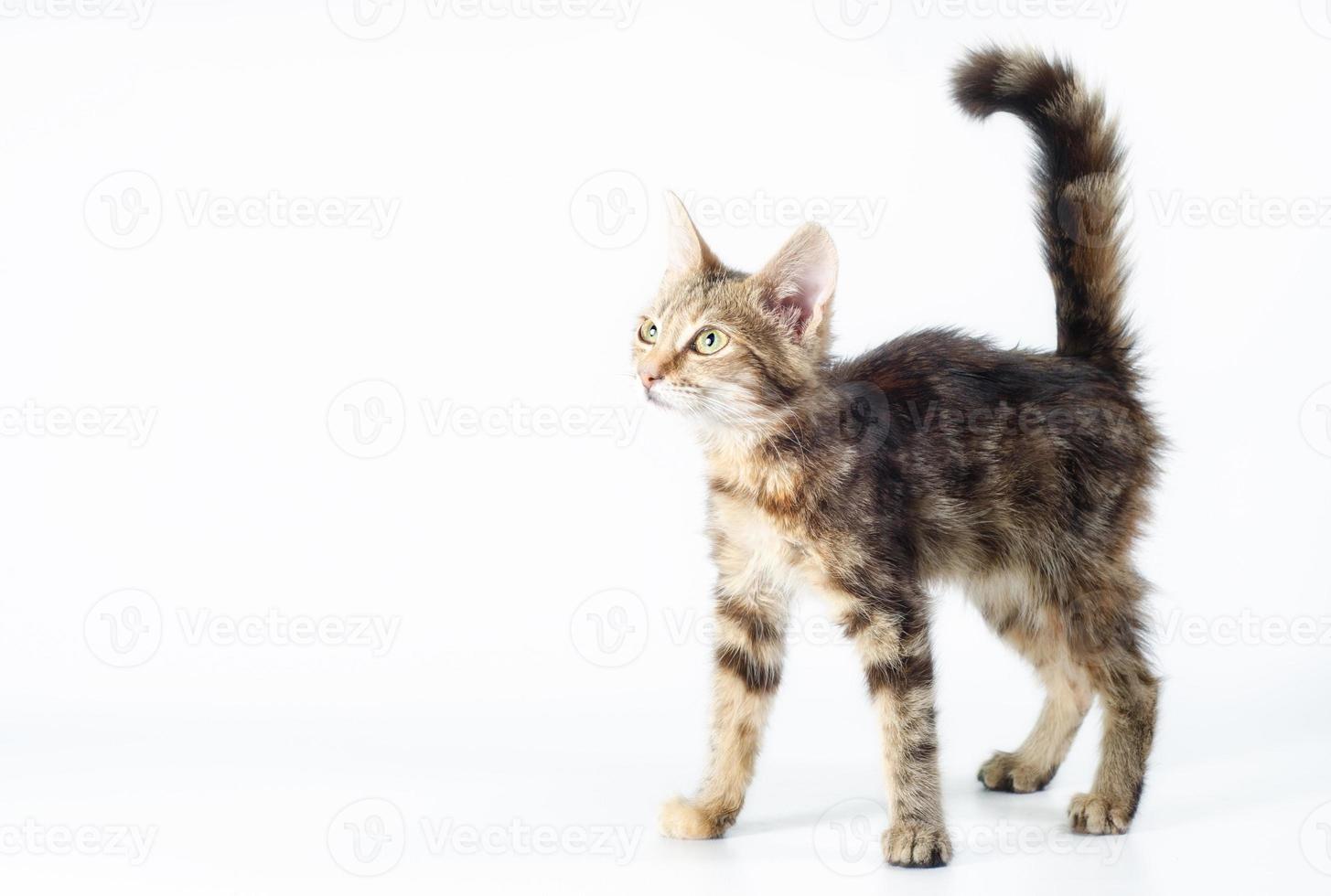 piccolo gattino tabby in piedi su uno sfondo bianco foto