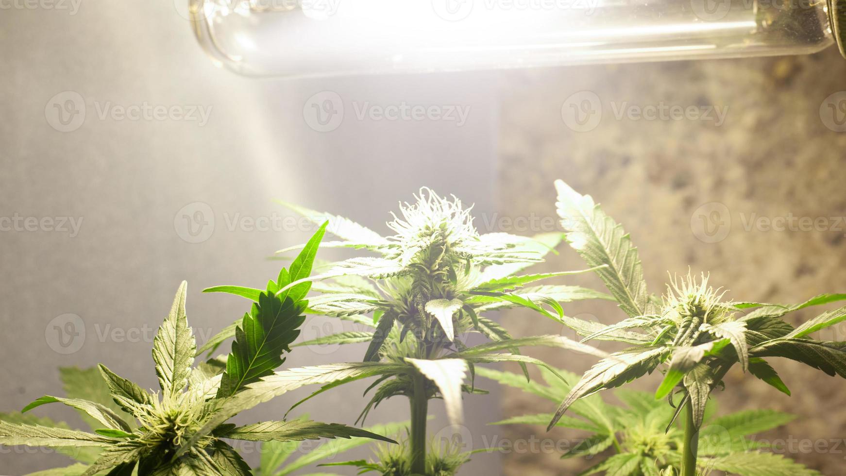 coltivazione di cannabis indoor sotto lampade a luce artificiale foto