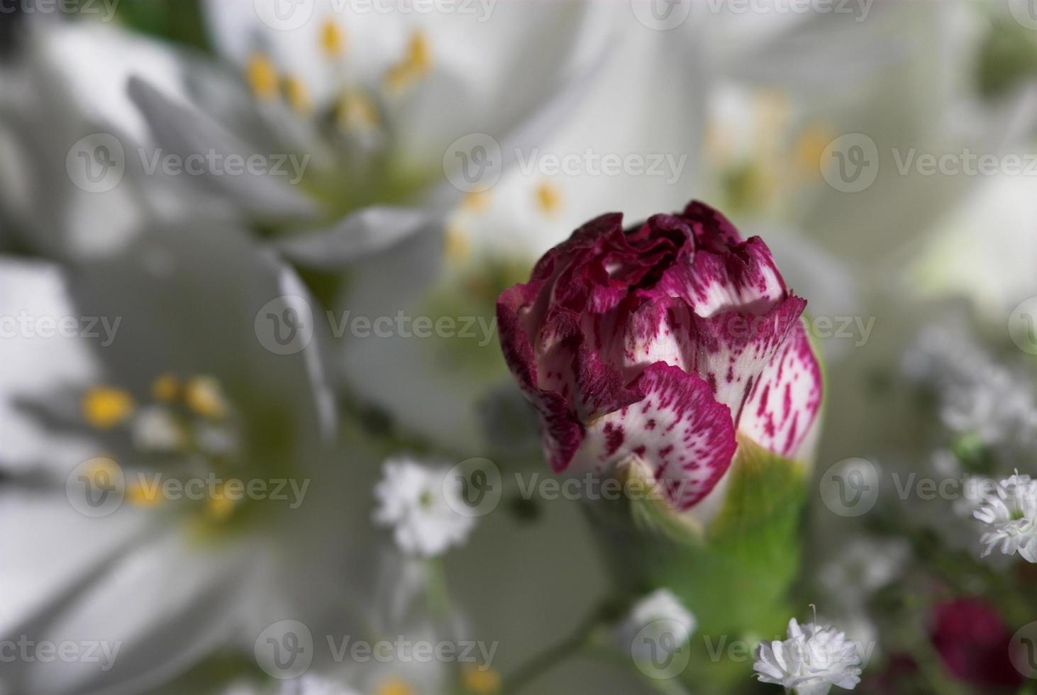 garofano fiore tra bianca fiori nel avvicinamento foto