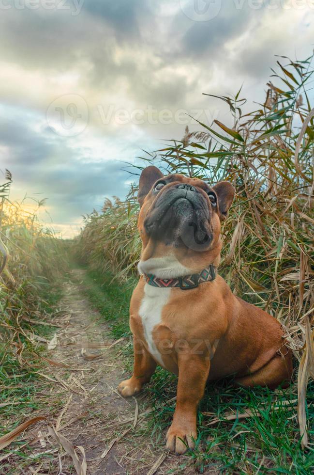 bulldog francese seduto in un campo foto