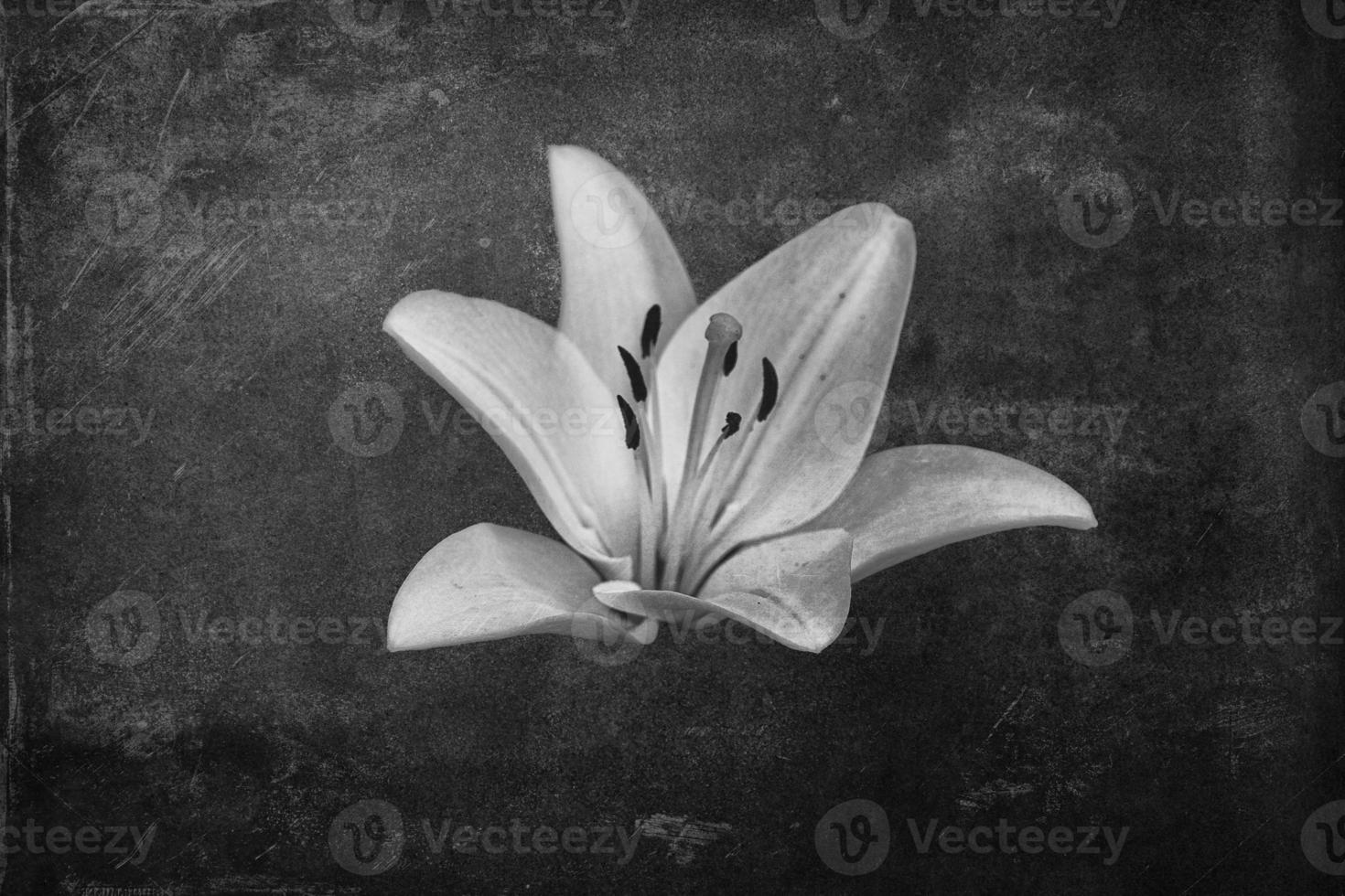 bianca delicato giglio fiore su buio sfondo foto