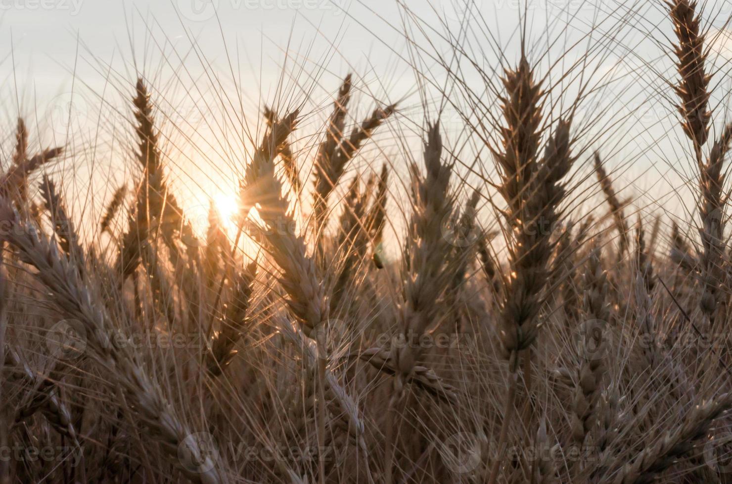 sole che tramonta su un campo di grano foto