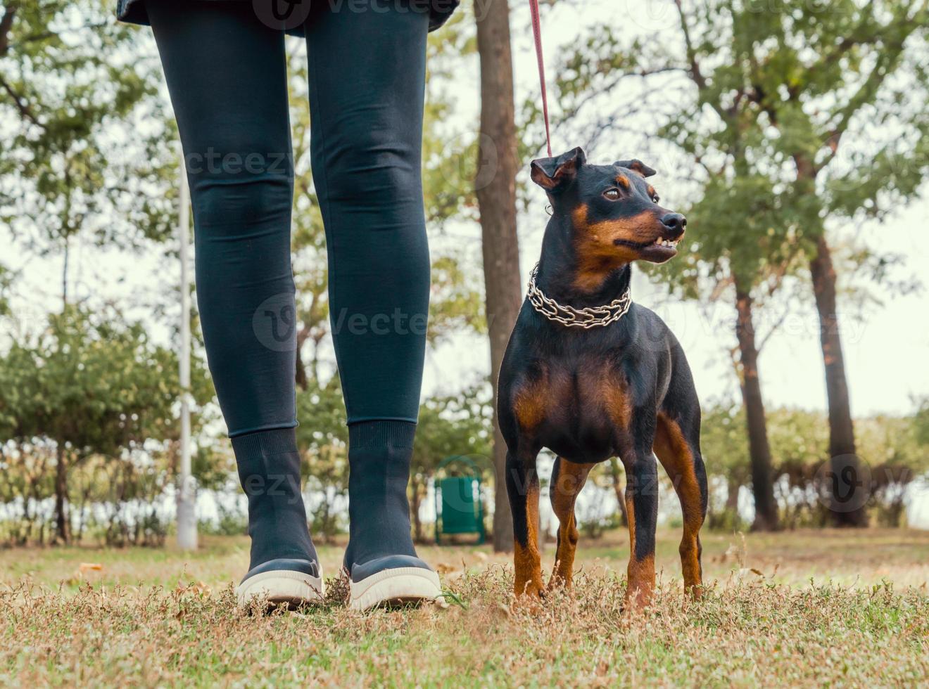 ragazza che cammina con un cane in un parco foto