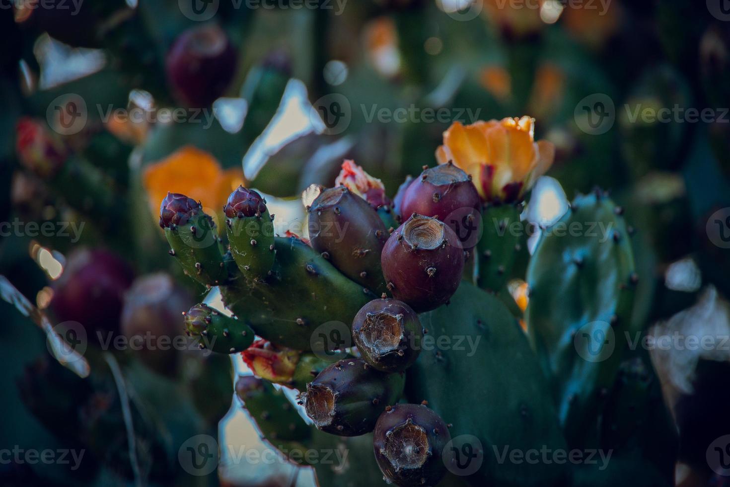 arancia spinoso Pera fiore su un' cactus nel un' giardino su un' buio verde sfondo foto