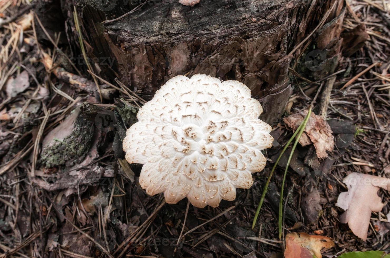 primo piano di un fungo bianco foto