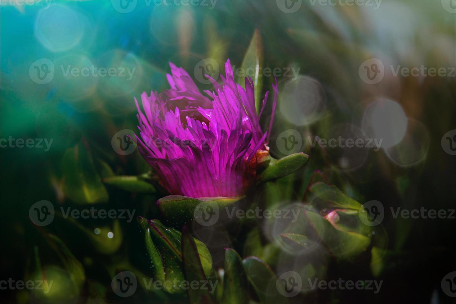 viola commestibile primavera fiore al di sopra di un' verde sfondo nel caldo luce del sole foto