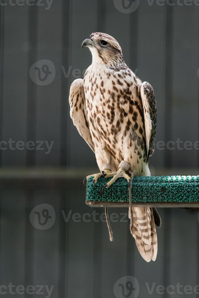 bellissimo falco vicino su foto