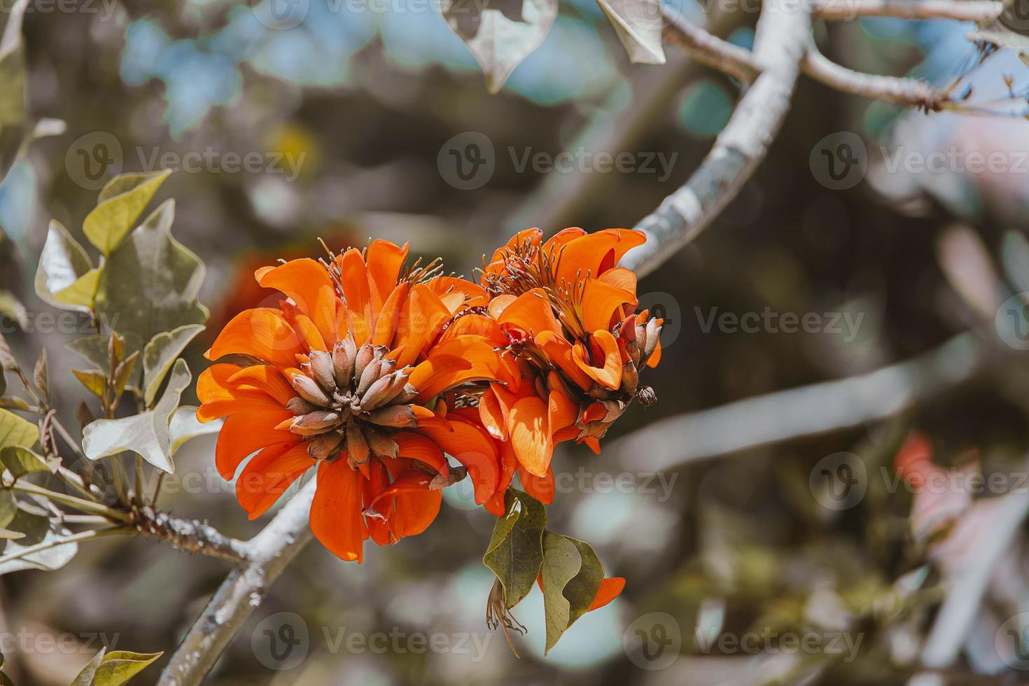 fioritura arancia esotico albero fiori avvicinamento foto