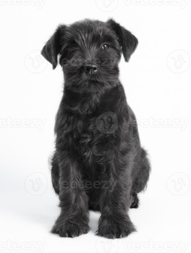 cucciolo nero su sfondo bianco foto