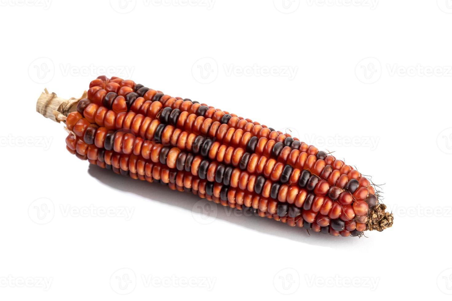 pannocchia di mais rosso isolato su sfondo bianco foto