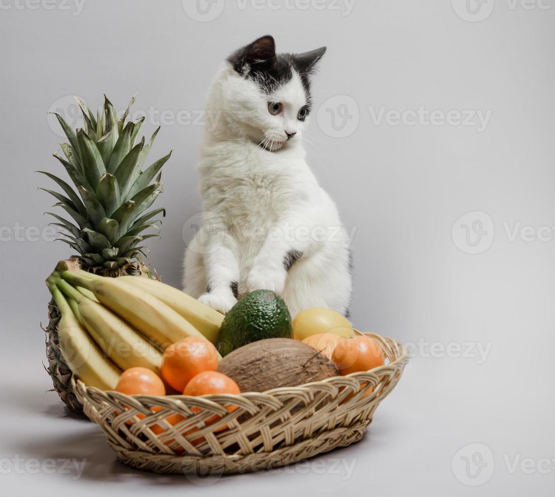 gatto con frutta foto