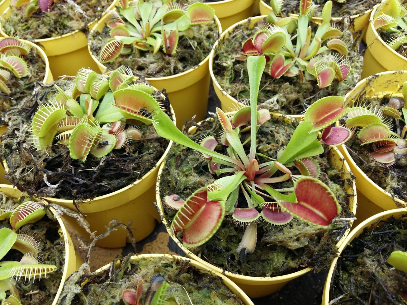 carnivora tropicale pianta carnivora acchiappamosche, specie nepenthes foto
