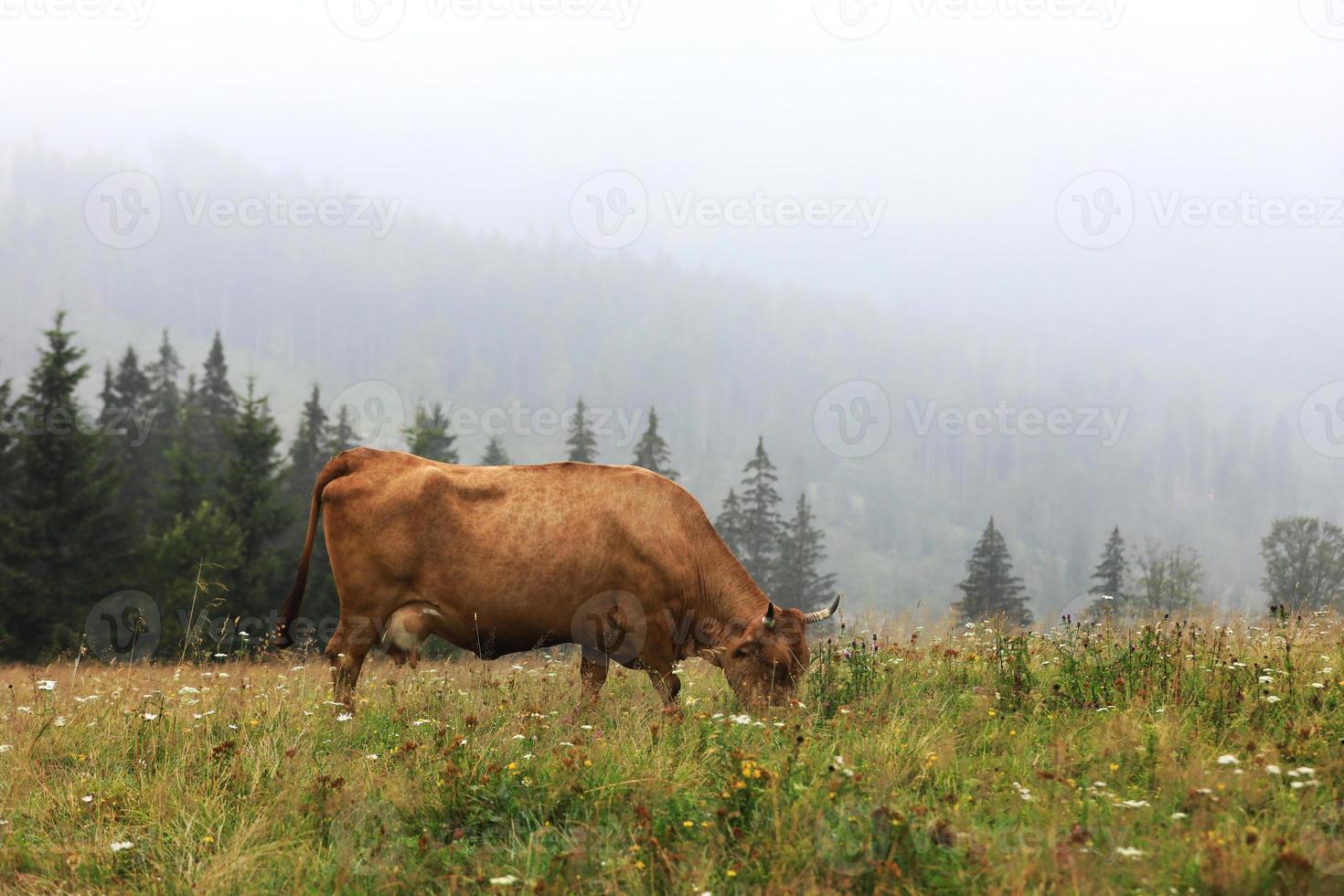 una mucca rossa pascola in un prato estivo con le montagne sullo sfondo. anno del toro. fattoria rurale in montagna. bestiame al pascolo foto