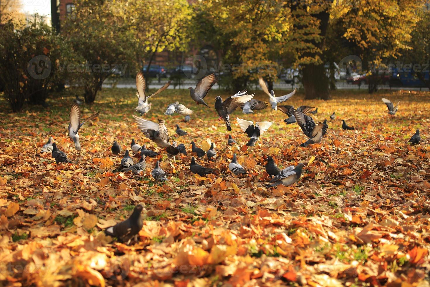 un grande stormo di piccioni decolla da terra in aria nel parco in autunno. volare piccioni selvatici, paesaggio primaverile foto