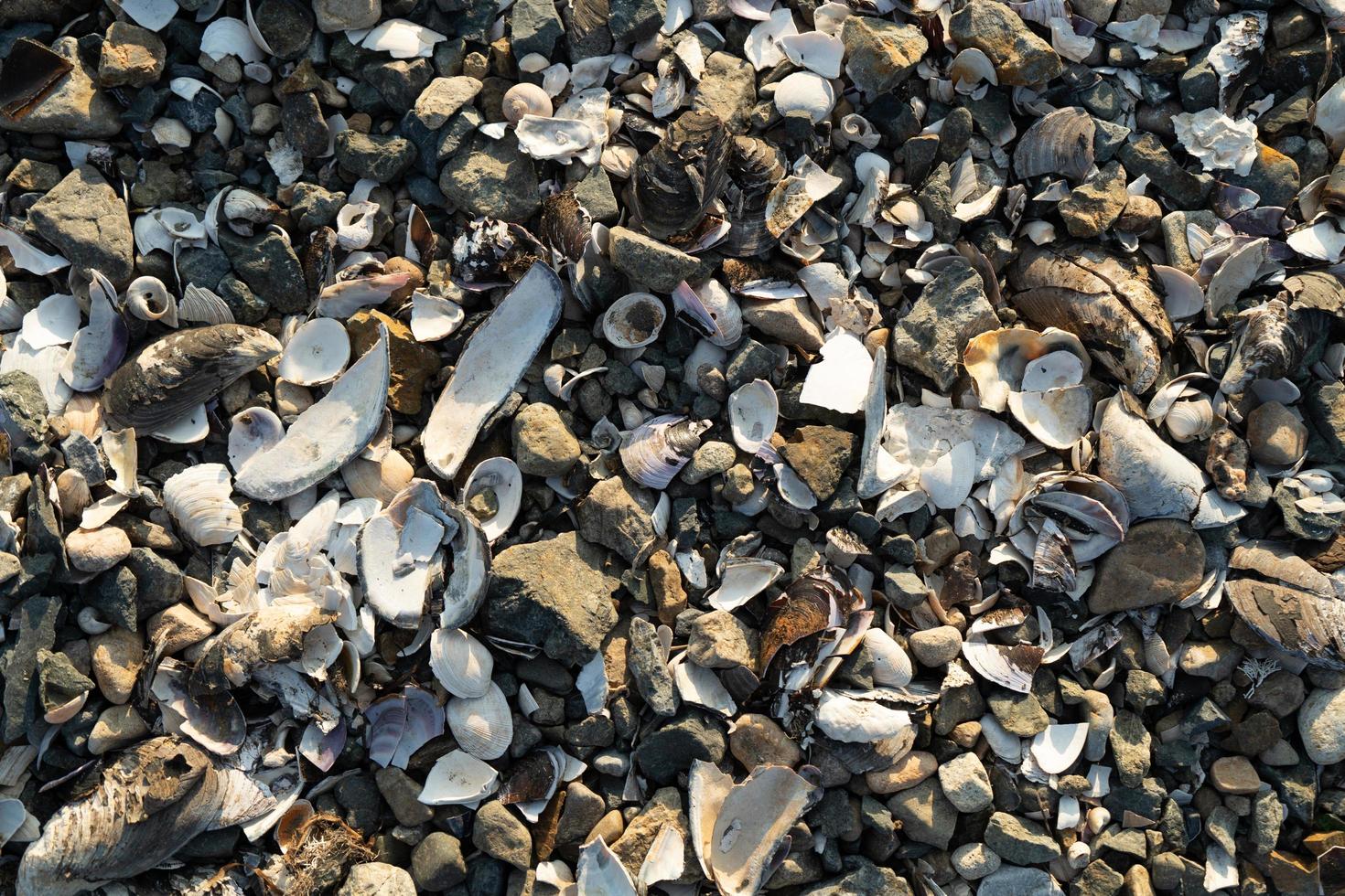 conchiglie sulla spiaggia foto