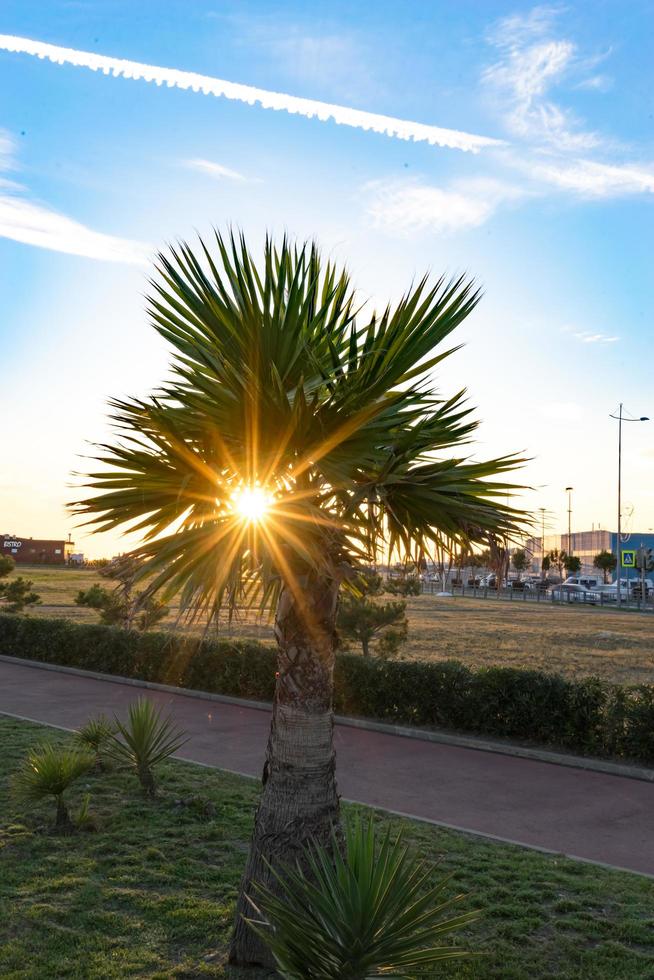 il sole che splende attraverso le foglie di palma contro un paesaggio urbano a sochi, russia foto
