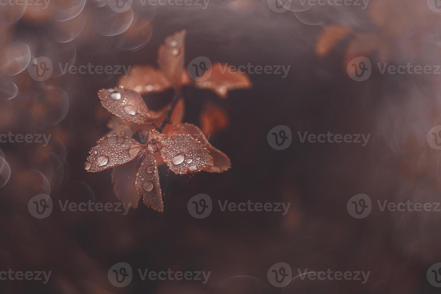 Marrone autunno le foglie con piccolo acqua gocce con bokeh foto