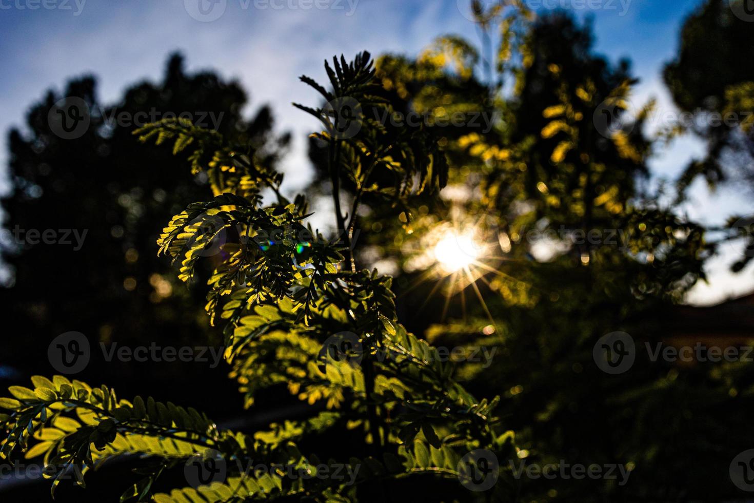 caldo raggi di il ambientazione sole splendente attraverso il ramoscello con verde le foglie foto