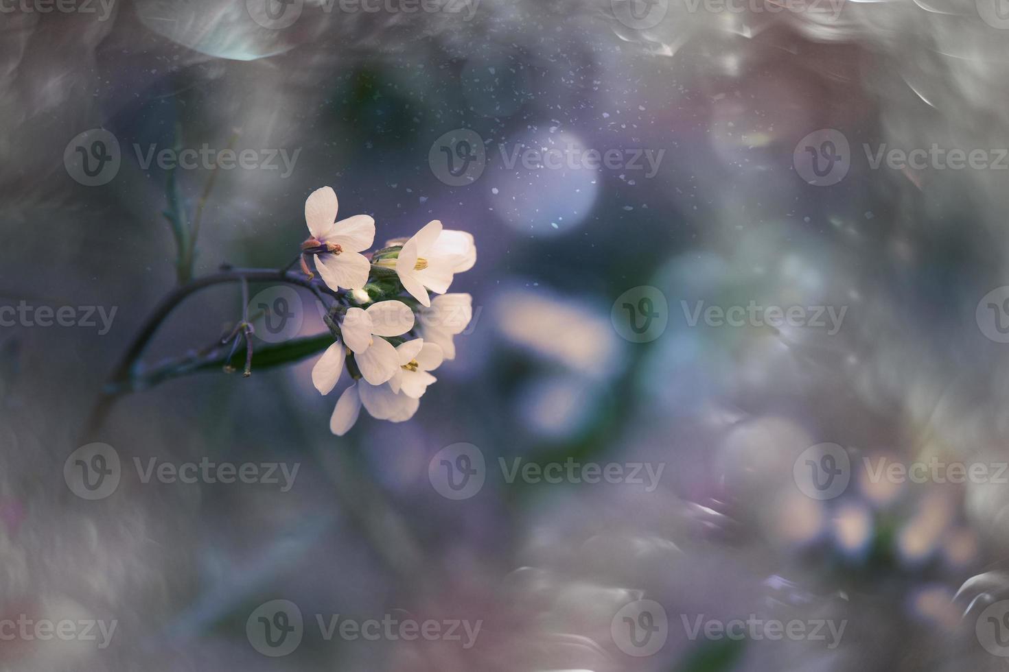 poco delicato autunno fiori nel il giardino su un' sfondo con bokeh foto