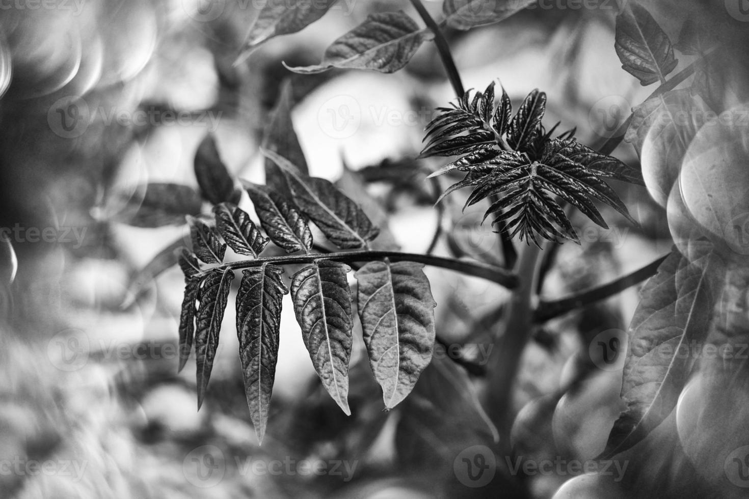 rosso autunnale le foglie di un' albero avvicinamento su un' caldo giorno nel un' naturale ambiente foto