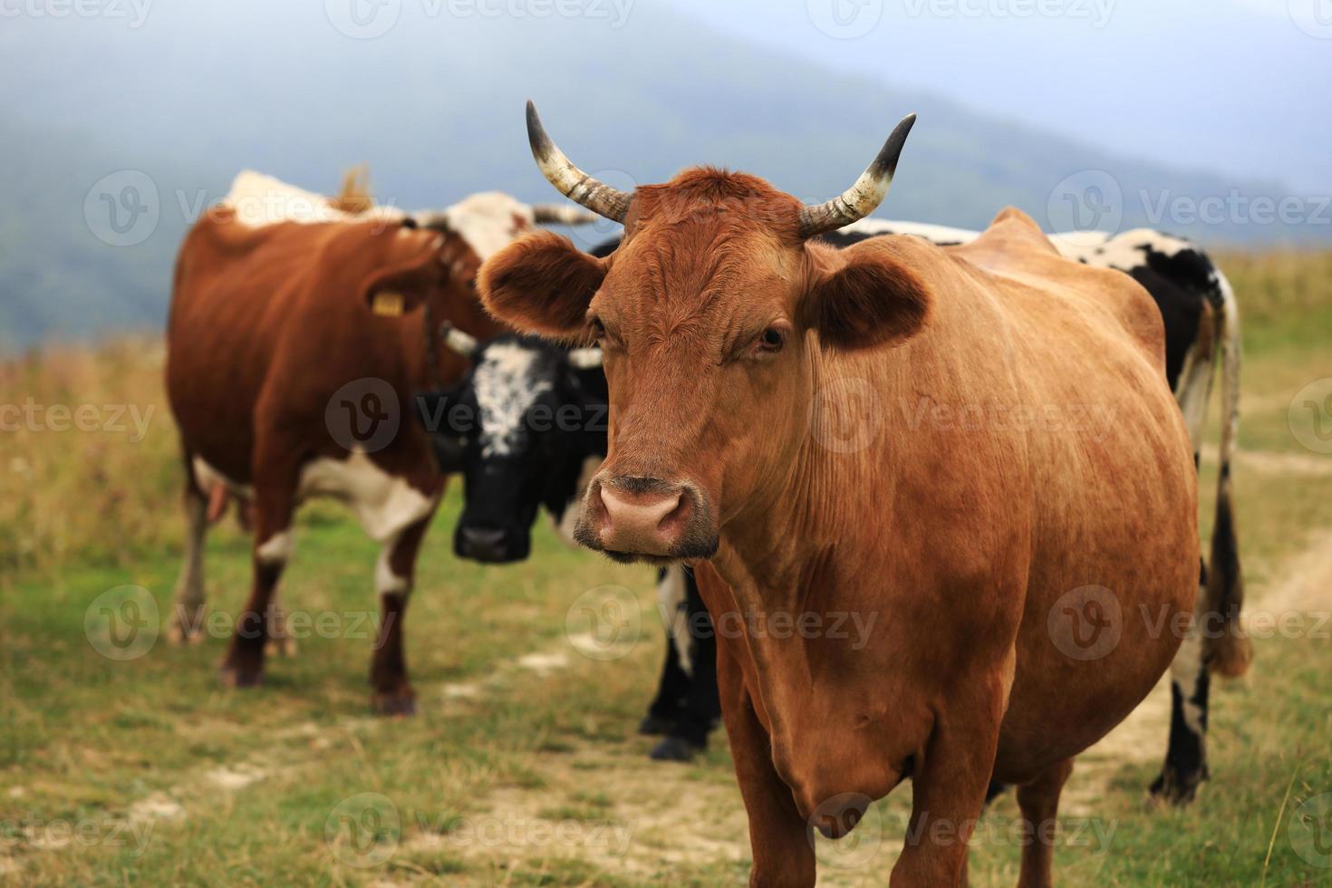 autunno nuvoloso paesaggio con mandria di mucche al pascolo su freschi pascoli di montagna verde sullo sfondo. bestiame al pascolo nel campo. mucca rossa sta guardando a porte chiuse. calendario per il 2021. anno del toro. foto