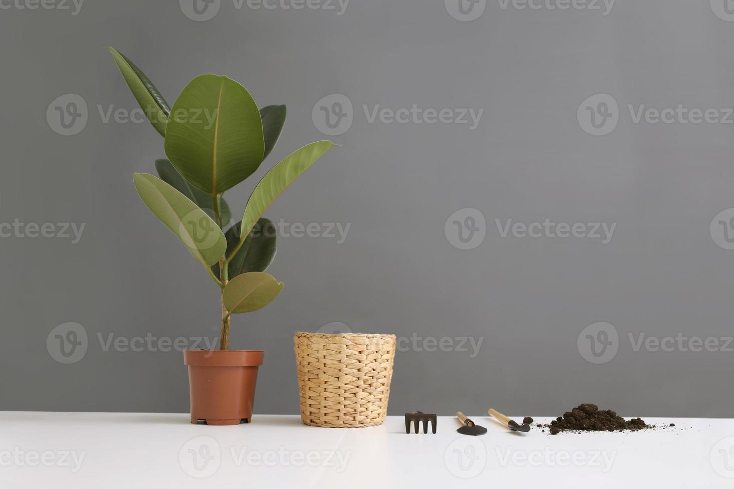 piante d'appartamento trapiantate di ficus nel nuovo vaso sul tavolo. piante da giardino domestico su sfondo bianco e grigio. laici piatta foto