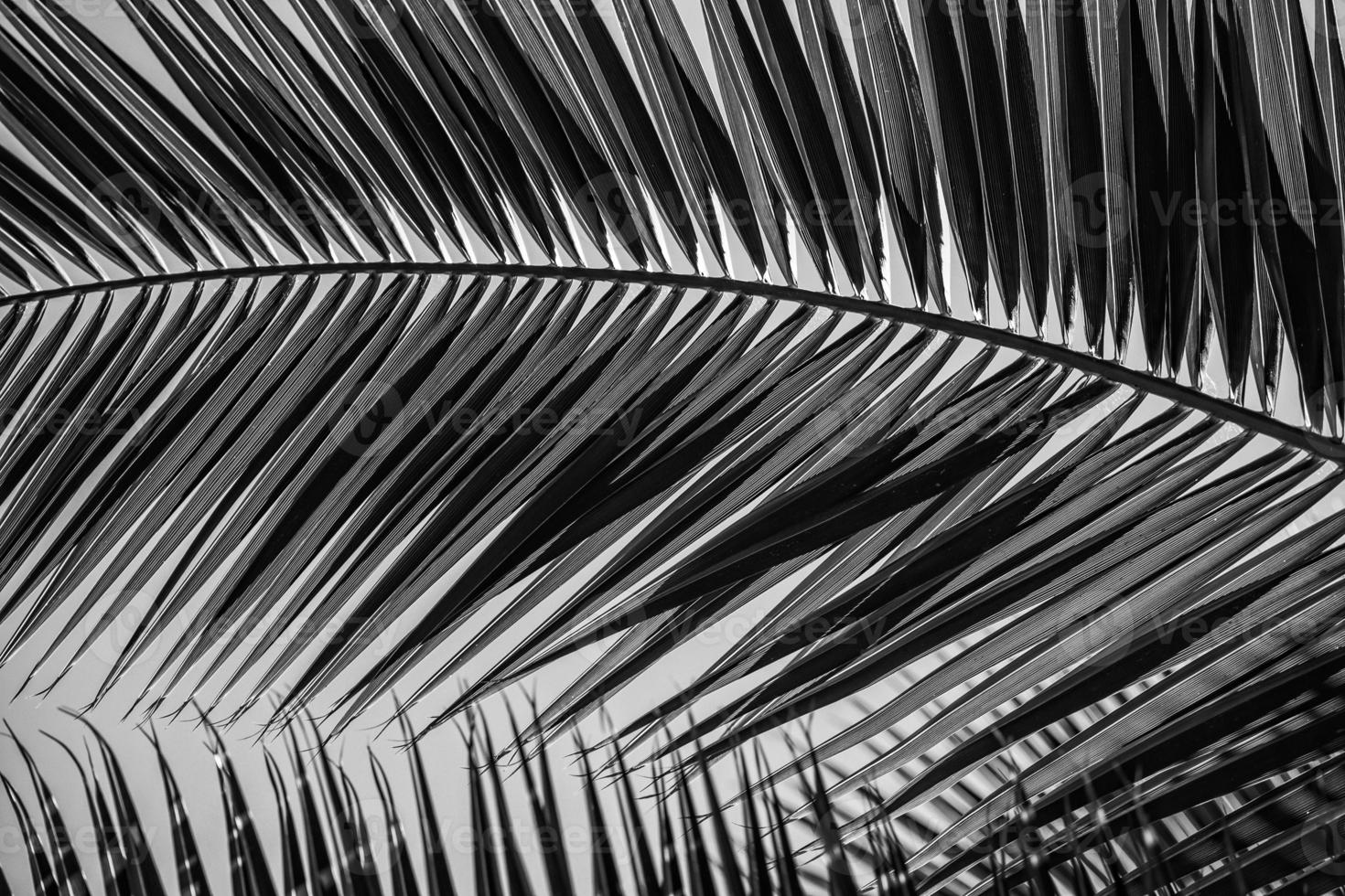 verde sfondo con palma le foglie nel avvicinamento nel un' naturale ambiente illuminato di tropicale sole foto