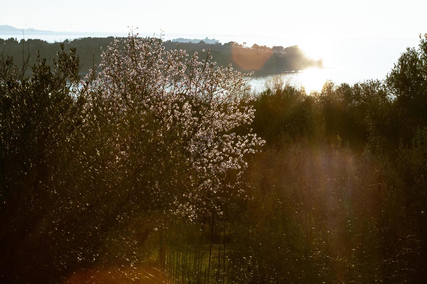 il risveglio della natura in primavera. foto