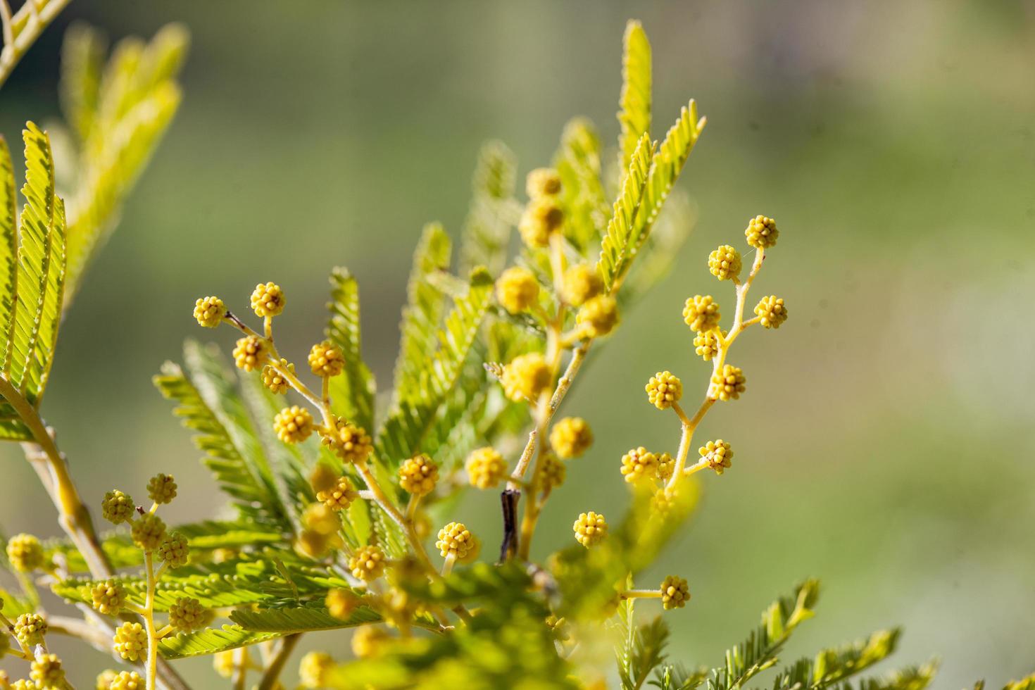 albero di mimosa in un campo foto