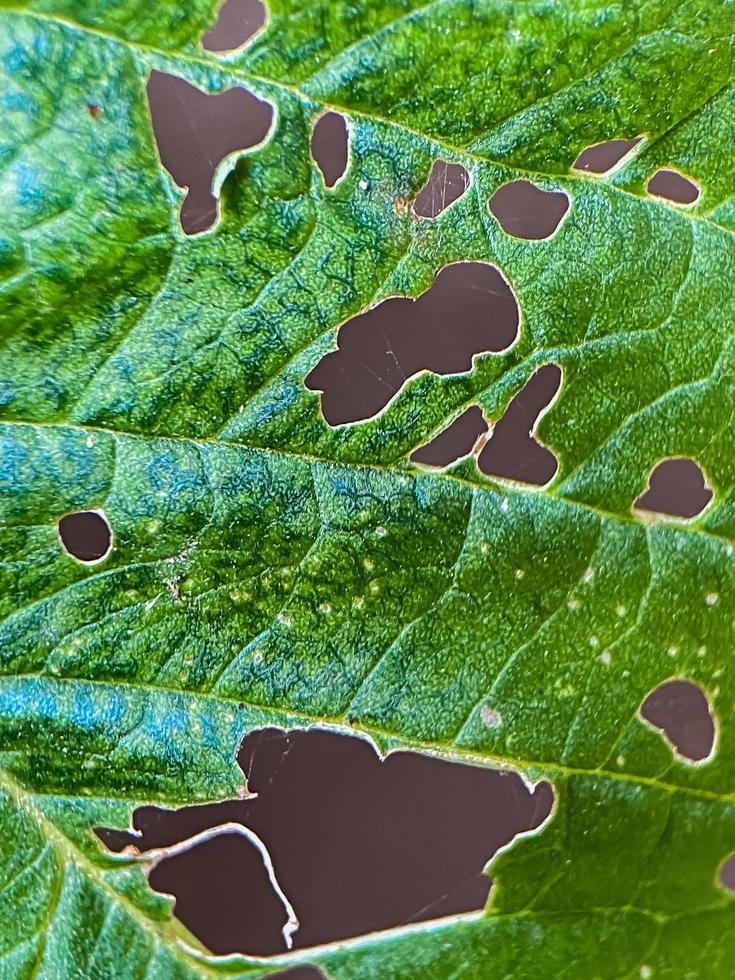 foto di un' bruco mangiato di un' foglia