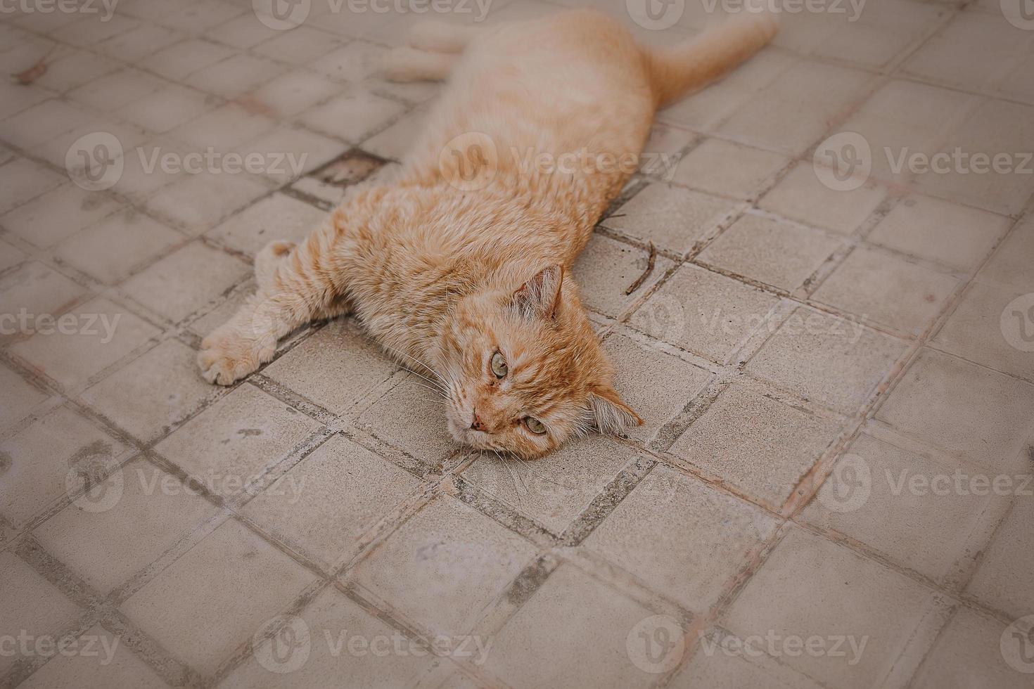 Zenzero gatto oziare su il calcestruzzo marciapiede su un' caldo pomeriggio foto