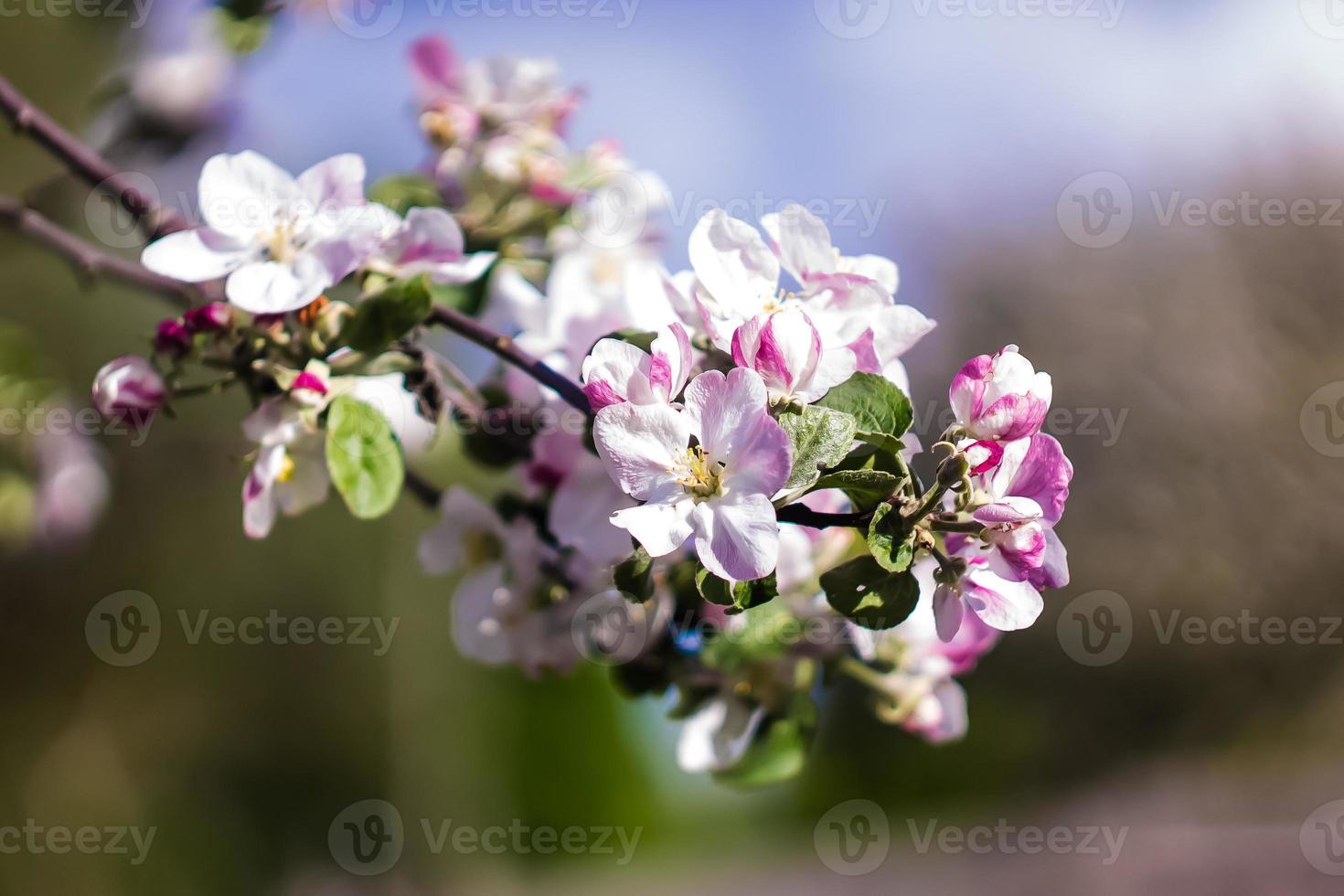 bellissimi fiori in primavera foto