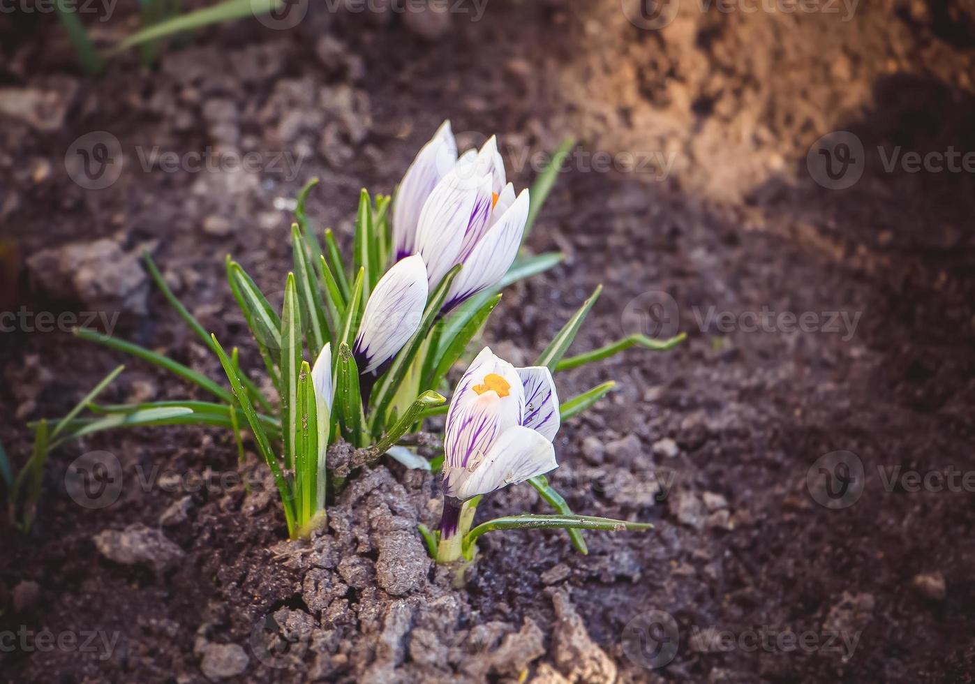 bellissimi fiori in primavera foto