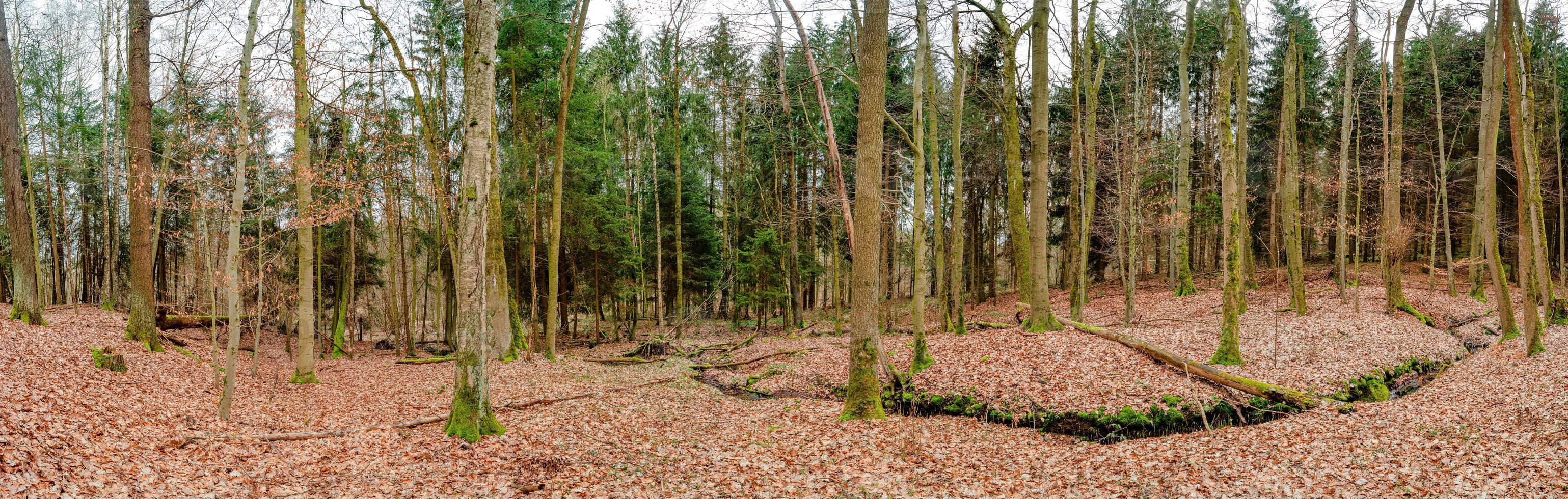 panoramico Visualizza al di sopra di un' magico misto pineta, pino foresta con antico anziano alberi coperto con caduto foglie, Germania, a caldo tramonto primavera sera foto