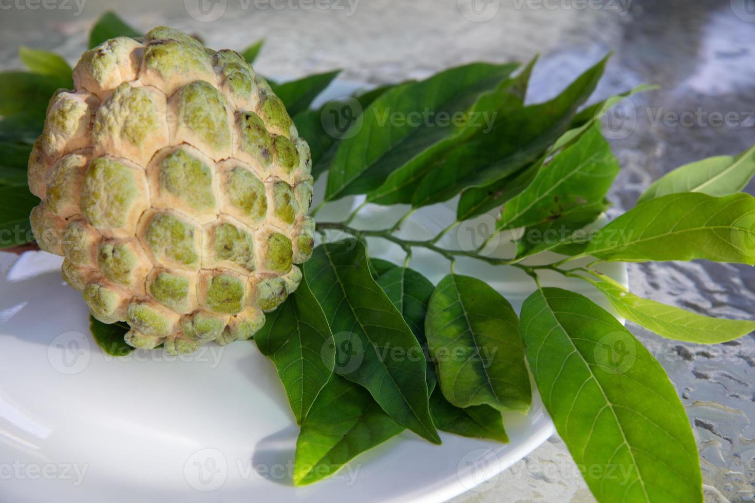 mano raccolto cherimoya foto