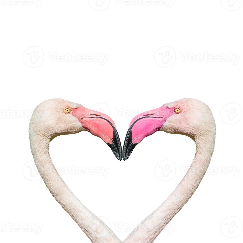 Due roseo fenicotteri formatura un' cuore forma con loro teste e colli isolato a bianca sfondo. concetto di amore, fascino e datazione. foto