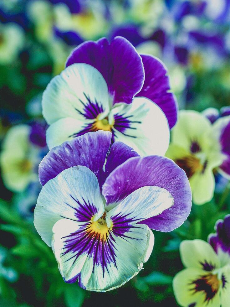 fiori viola del pensiero viola foto