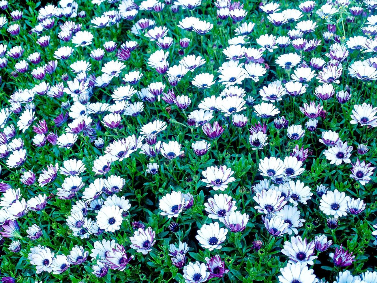 campo di margherite viola e bianche foto