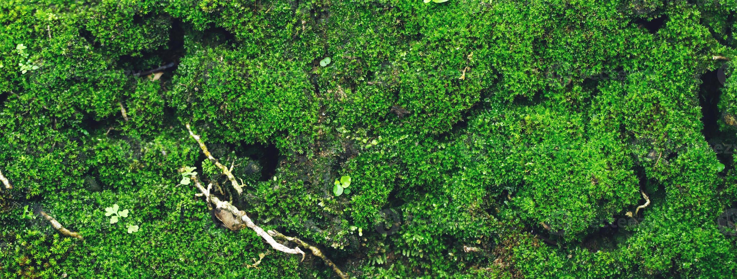 bellissimo muschio verde brillante cresciuto copre le pietre grezze e sul pavimento nella foresta. mostra con vista macro. rocce piene della trama del muschio in natura per la carta da parati. focalizzazione morbida. foto