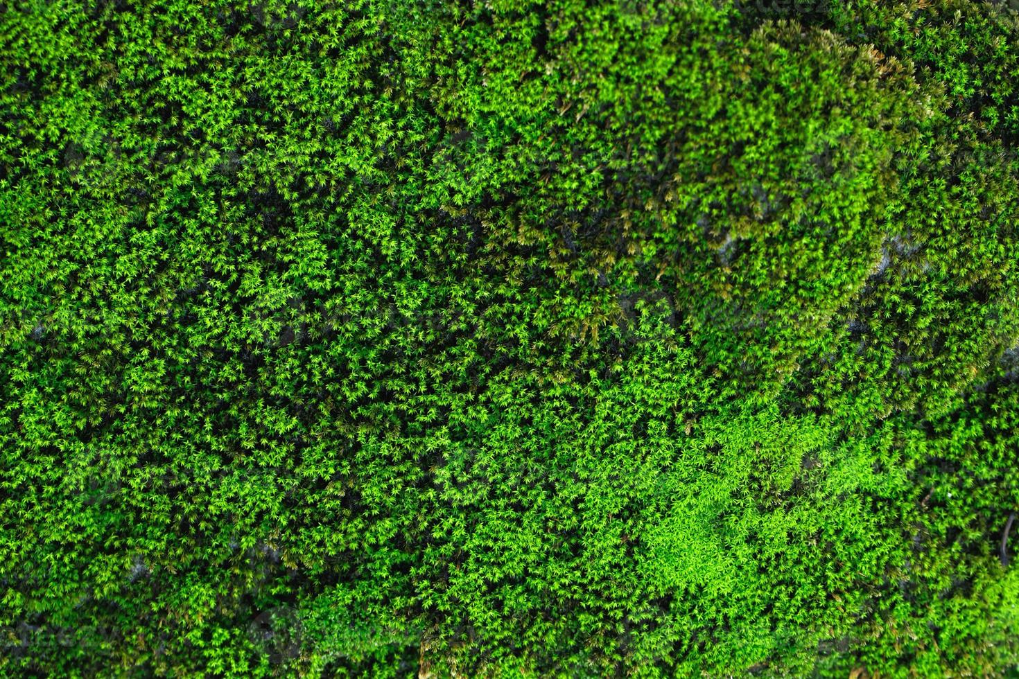 bellissimo muschio verde brillante cresciuto copre le pietre grezze e sul pavimento nella foresta. mostra con vista macro. rocce piene della trama del muschio in natura per la carta da parati. focalizzazione morbida. foto