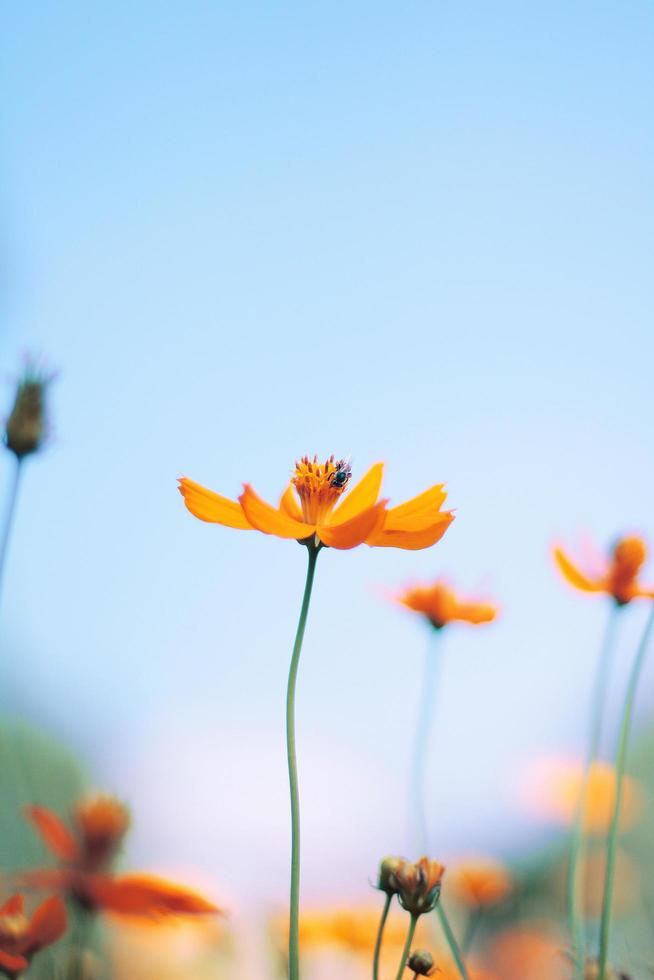 bellissimo giallo cosmo fiori, giallo fiore di messicano diasy con ape nel luce del sole e Blu cielo a giardino foto