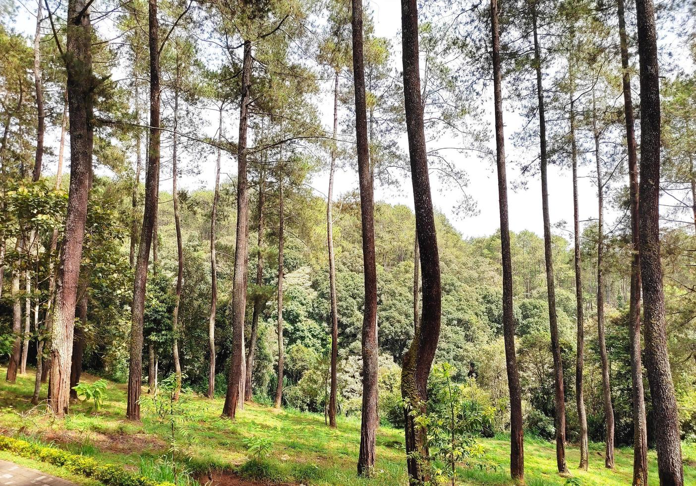 paesaggio nel un' pino foresta. estate pino foresta. foto